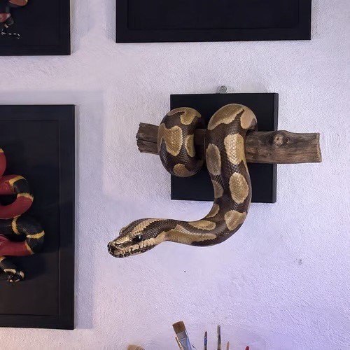 สินค้าใหม่ Golden Ball Python Wall Art Fun Golden Ball Python Wall Sculpture Handmade