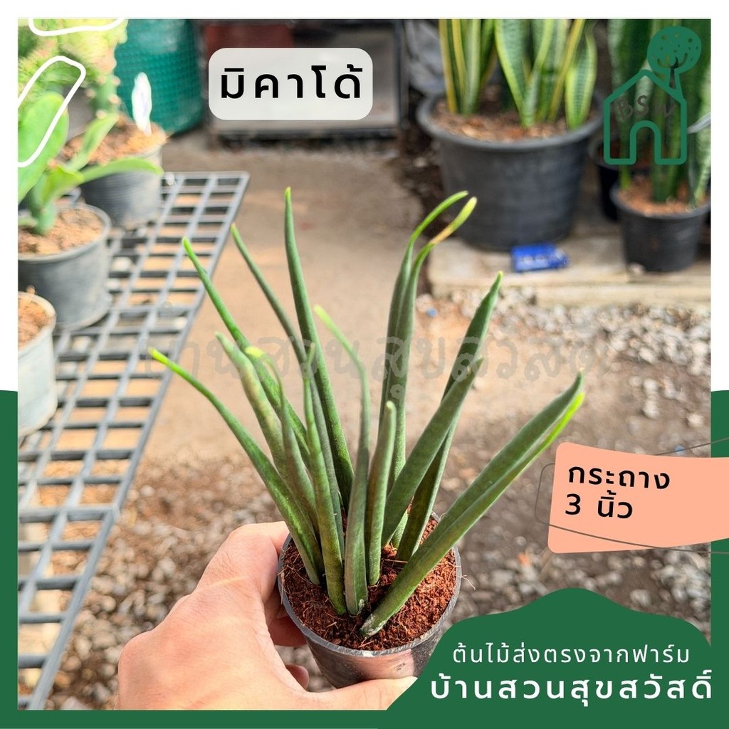 มิคาโด้    ส่งพร้อมกระถาง 3 นิ้ว