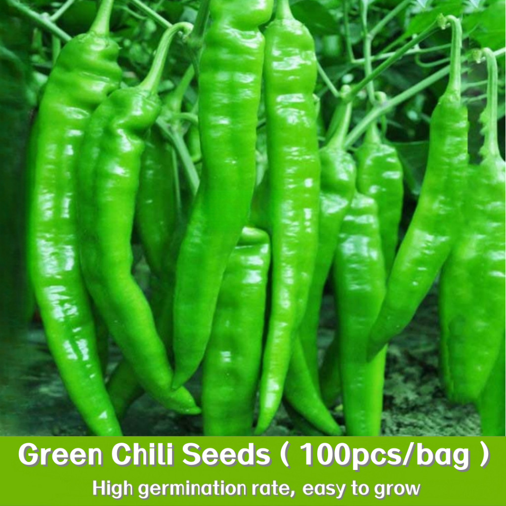 พืชผัก 100 เมล็ด พริกหยวกGreen Chili Seeds การใช้ชีวิตแบบสีเขียว ปลูกต้นไม้บนระเบียง