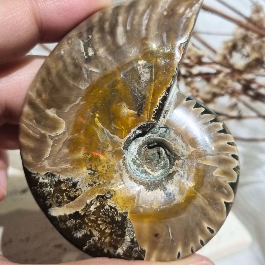[Fossil] Cleologicas Ammonite จาก Madagascar (7.4ซม.)