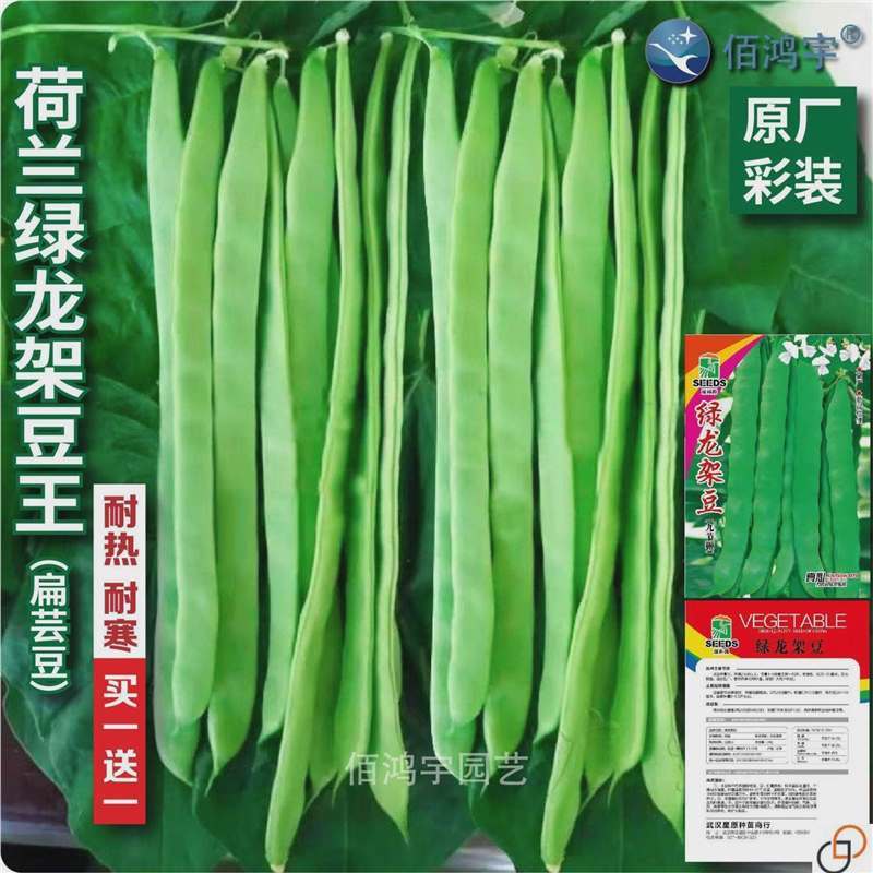 Dutch Green Dragon Frame Bean King Seed Lentil Bean ปลอดกลูเตน Four Seasons Oil Frame Lentil Bean Ho
