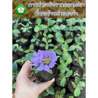 ต้นเสลา 💜 ไม้ดอก 🎉ต้นแข็งแร🌿 สินค้าเสียหาย แจ้งทางร้านได้เลยจ้า