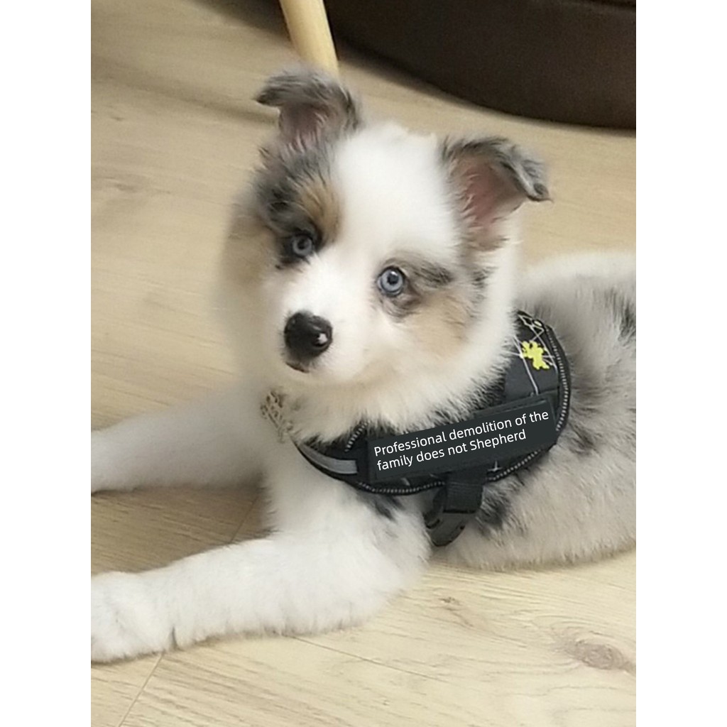 สายจูงแมว สายจูงสุนัข K9 สายรัดหน้าอกสุนัขขนาดกลางขนาดใหญ่สายจูงสุนัขหมัดป้องกันการระเบิด