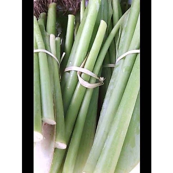 อ้อดิบ ก้านตูน ก้านทูน เก็บสดๆ ปลอดสารพิษ2กำมือ49บาท รูปที่ 3