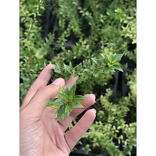 กล้าบ๊วยน้ำ 🌱 บอนไซ ยังไม่ผ่านการดัดเข้าลวด กระถาง 3” นิ้ว บอนไซจิ๋ว ลูกค้าสามารถนำไปเข้าลวดด้วยตัวเอง