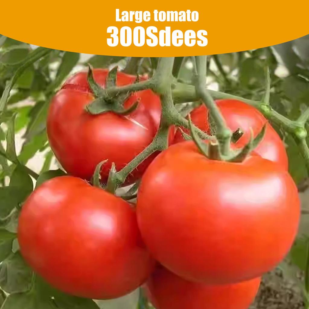 Giant Tomato 300 Seeds - High Germination Rate Vegetable Seeds for Home Garden