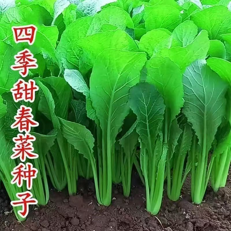 现货热卖四季春菜种子脆甜春菜种子蔬菜种孑四季无筋甜春菜盆栽Four-season spring vegetable seeds, crisp and sweet; vegetable seeds.20