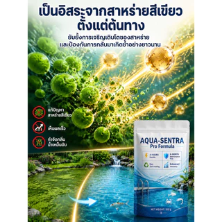 【คืนความใส】ผงคืนชีพสระปลา ปรับสภาพน้ำ/เพิ่มออกซิเจน/ลดแอมโมเนีย/ย่อยสลายตะกอน/ผงบำบัดน้ำ/ผงฟื้นฟูน้ำ/สระปลา