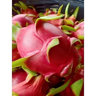 กิ่งพันธุ์แก้วมังกร สีขาว สีเหลือง สีแดง สีดำ สีชมพู