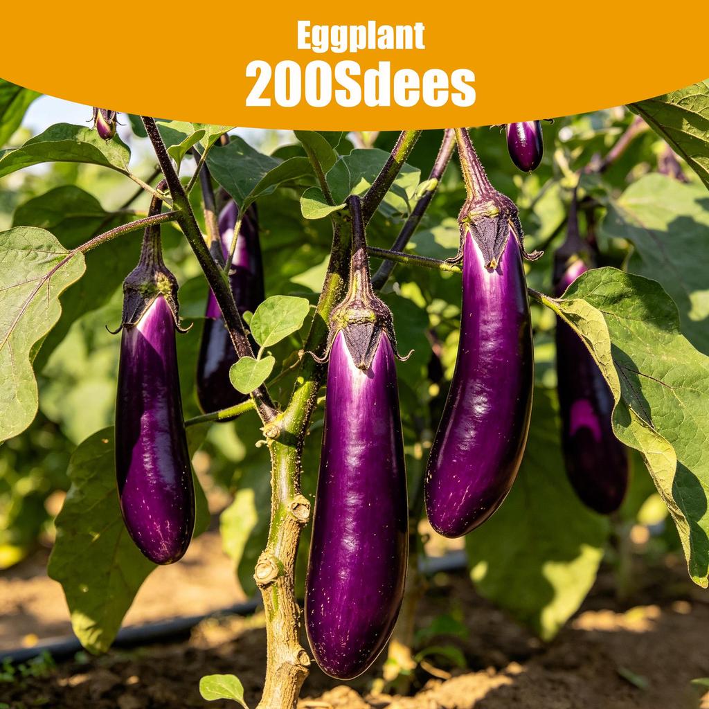 Eggplant Long Purole Vegetable 200 Seeds For Plangting - Hybrid Long Eggplant Seeds