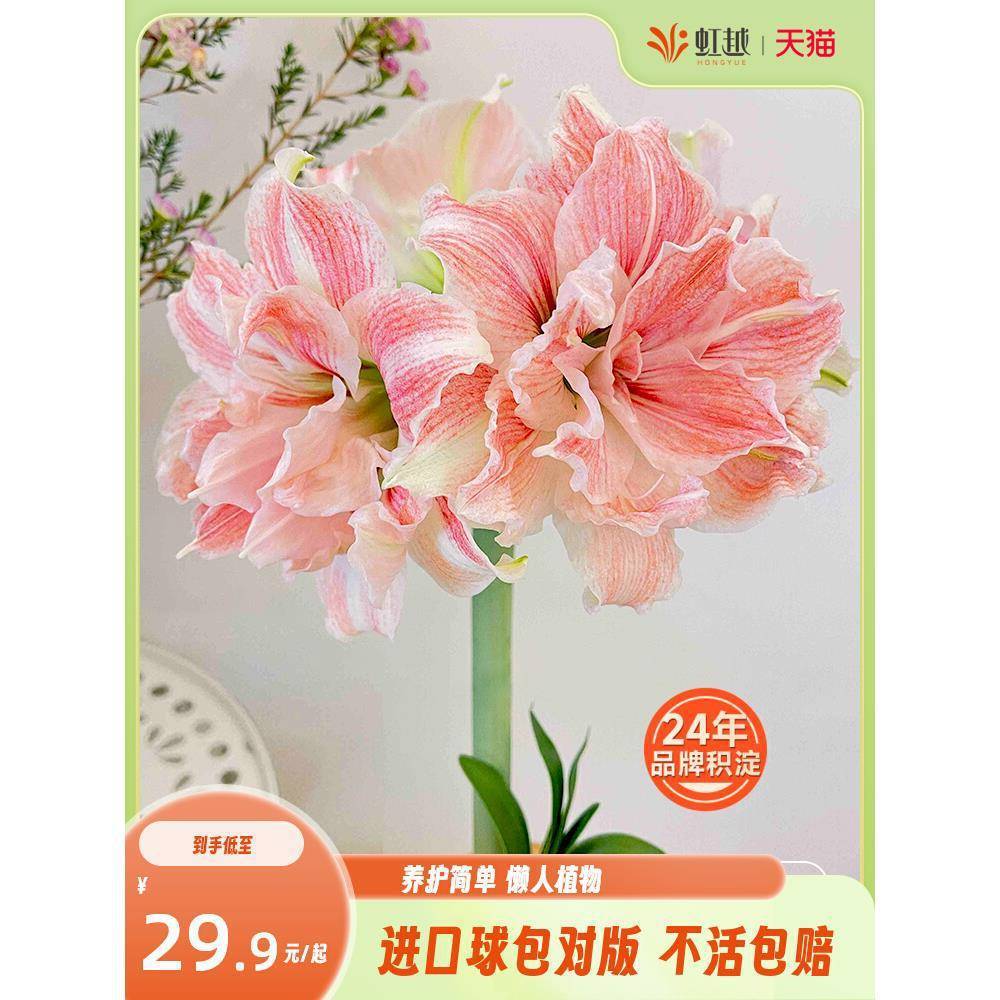 กลีบแอฟริกันใต้สีแดง Zhudinglei สายพันธุ์ Holland Ferjin Ahua Rose Fairy ปาก Major Ghost Charm Ball 