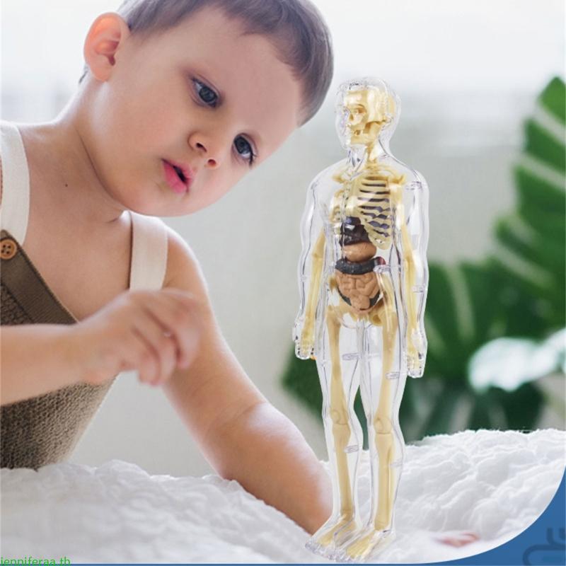 Jenniferaa Human Skeleton Anatomy รุ่นที่ถอดออกได้ออร์แกน Clear Human Body Anatomy สําหรับห้องเรียนก