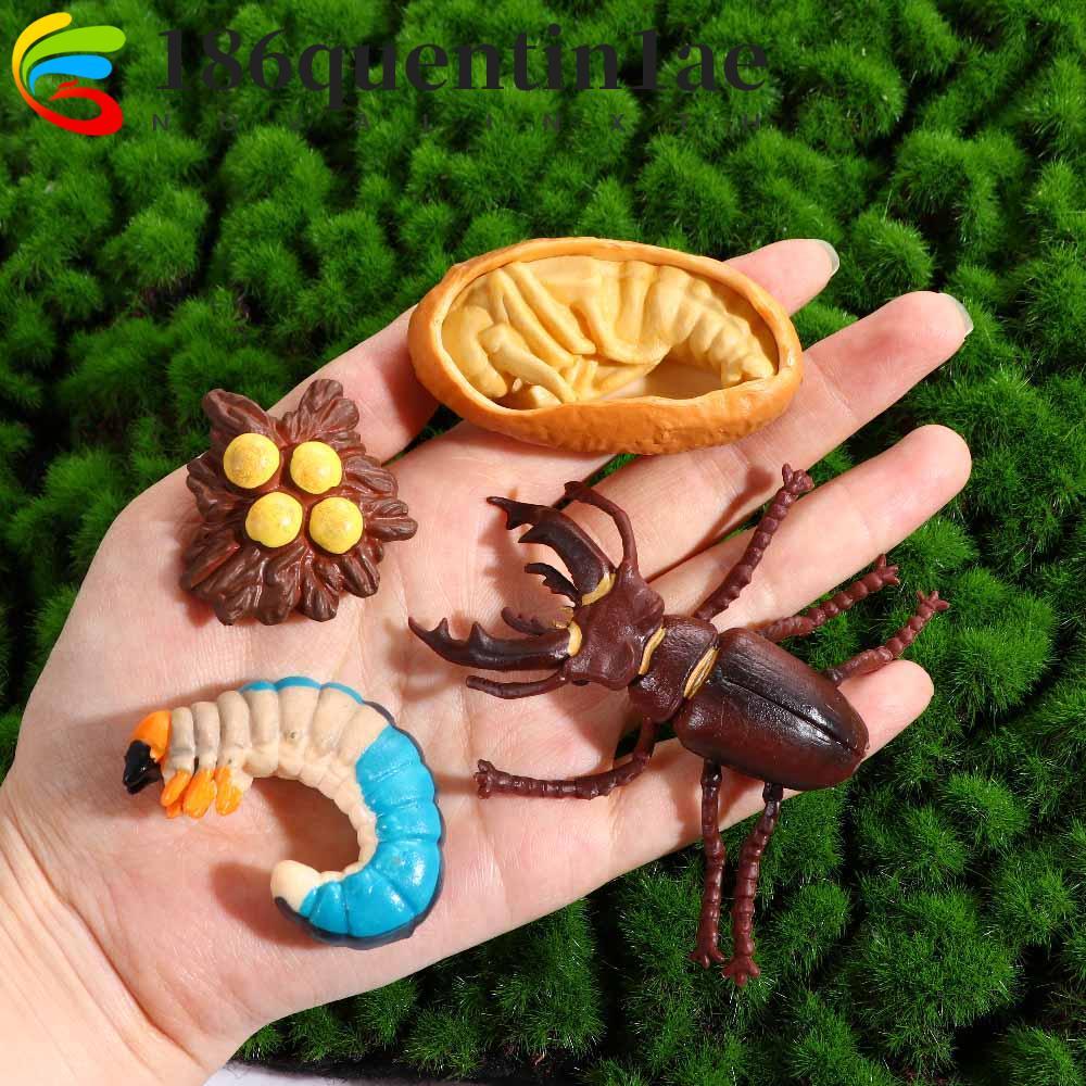 QUENTIN1AE จําลองสัตว์สําหรับเด็กการศึกษาผีเสื้อ Growth CYCLE การสอนวัสดุพลาสติกรุ่นไก่ Life CYCLE F