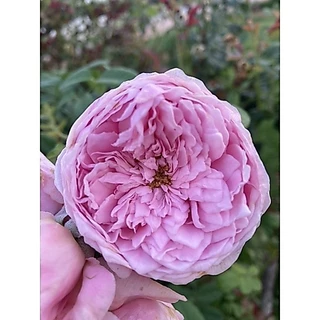 กุหลาบเลื้อยสปิริตออฟฟรีดอม ถุงละ 150 บาท ส่งยกต้นพร้อมดอกจ้า🌹🌱🎉