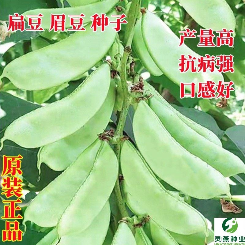 现货热卖扁豆种子种籽四季豆角梅豆角红眉豆蔬菜梅豆孑架豆菜豆峨眉豆种冬Lentil seeds, mung bean seeds, green beans, hyacinth red-bean vari