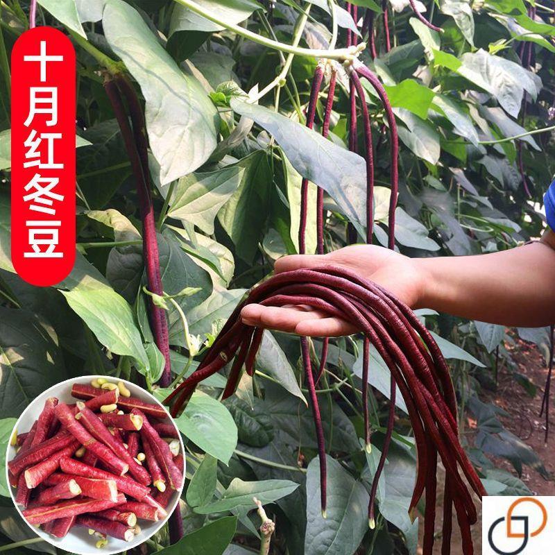 现货热卖春秋红豇豆十月红冬豆角种子爬藤豇豆特长豆3-9月种大棚秋季蔬菜Spring and Autumn Red Cowpea October Red Winter Beans Seed Climbi