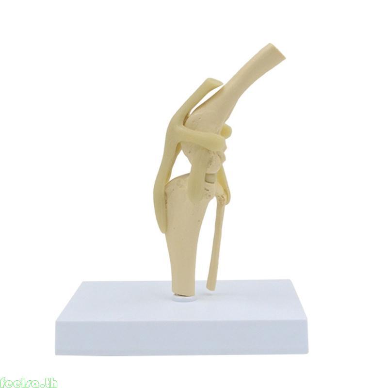 Feela Dog Knee Joint Model Shows Ligaments Tibia 1 1 Life Size Animal Knee Joint Model