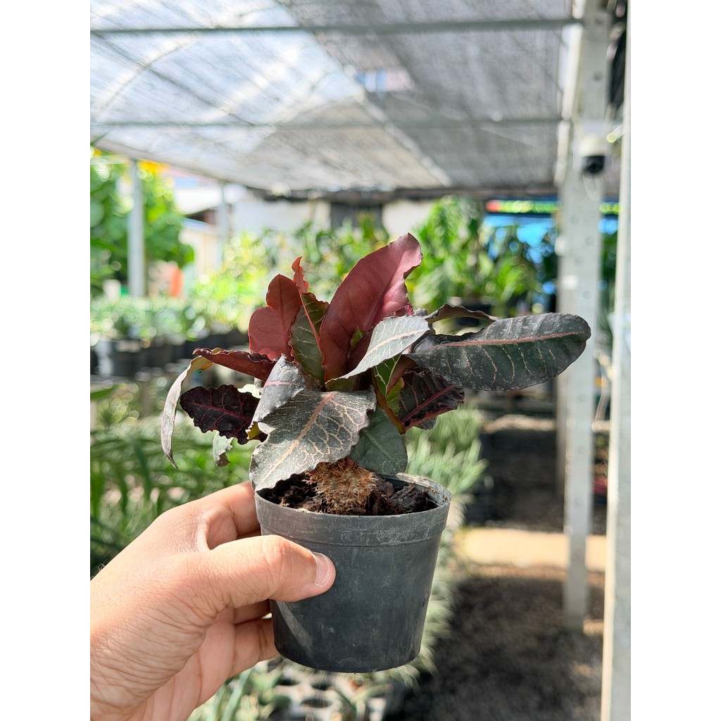 มุมมอง 4