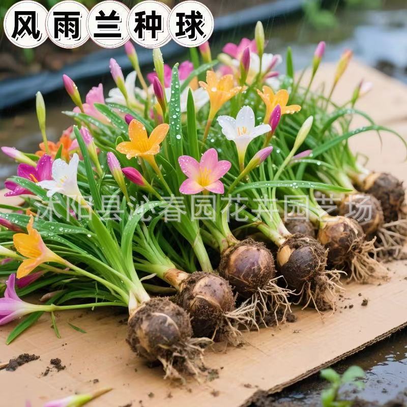 พร้อมสต็อกการจัดส่งที่รวดเร็ว Fengyu Orchid Planting Ball สีชมพู Fengyu Orchid Plant Potted Plant Ba