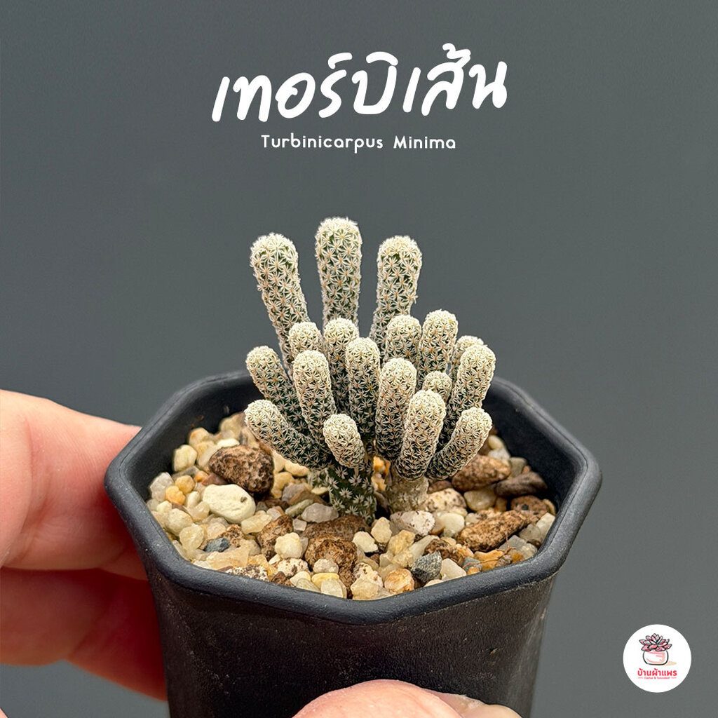 เทอร์บิเส้น Turbinicarpus Minima แคคตัส กระบองเพชร cactus&succulent