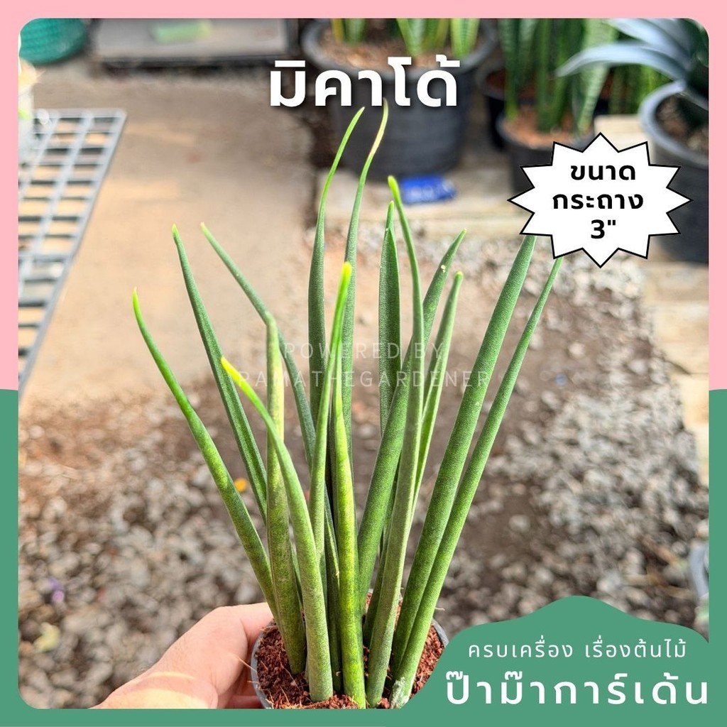 มุมมอง 2