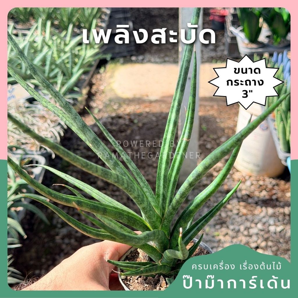 เพลิงสะบัด พร้อมกระถาง 3 นิ้ว (ลิ้นมังกร)