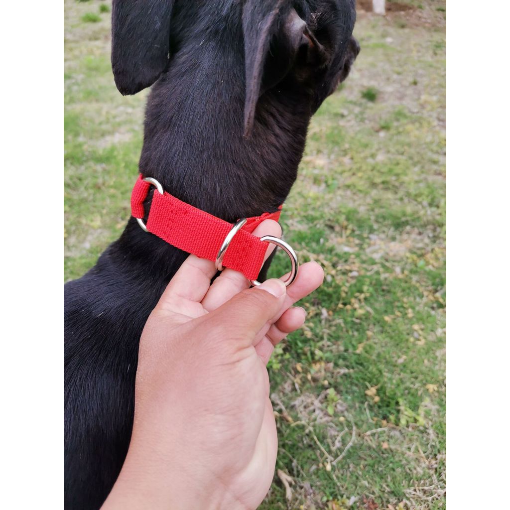 ปลอกคอสุนัข ปอกคอแมว Lingti Dog Gli ปลอกคอสุนัข Hound Dog Gehui สุนัข Ebit One กระชับ Collar Hound P