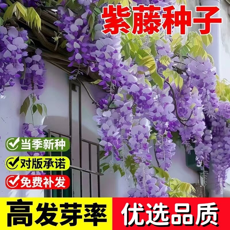 Wisteria Seed Double-กลีบWisteria Flower Seed Climbing Vine Plant Flower Seed Low Wisteria Four Seas