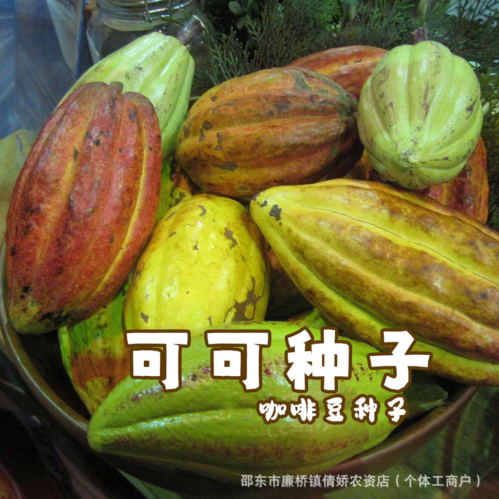 现货热卖可可果种子热带水果巧克力制作原料春夏季播种多年生咖啡豆种子Cocoa Fruit Seeds Tropical Fruit Chocolate Making Original20260727