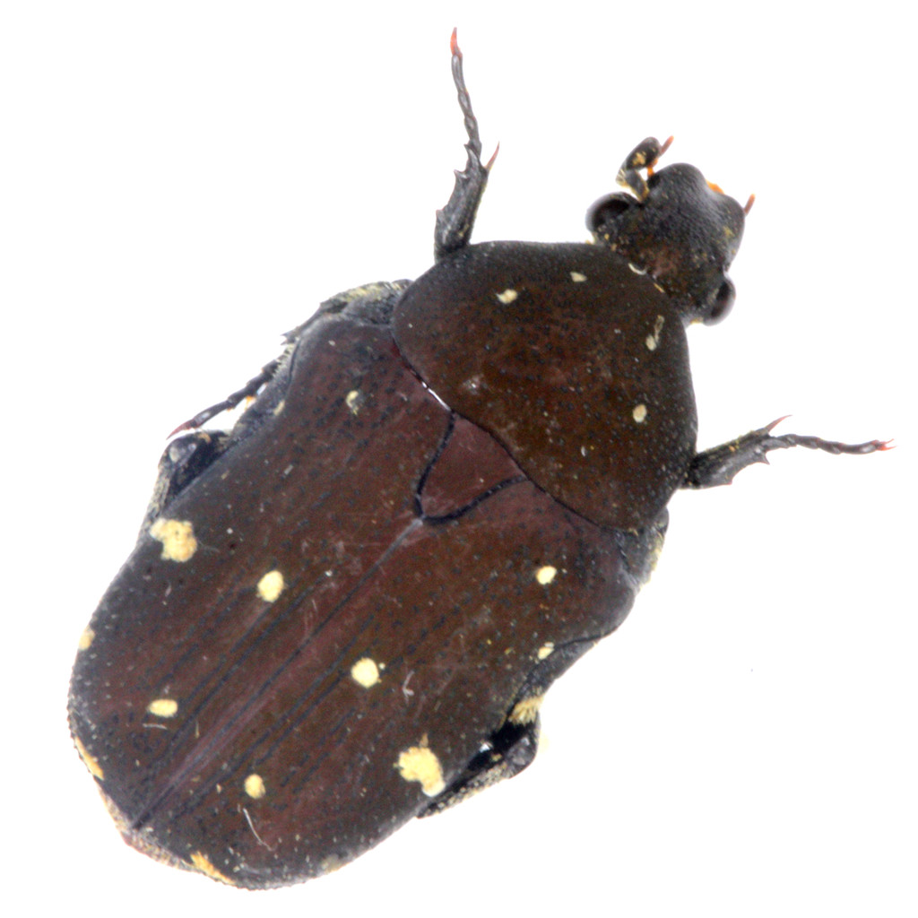V5 Library, White Dot Jujube Red Blue White Beetle SP, ตัวอย่างแมลงด้วงจริง, กวางสี, 9 มม., A1