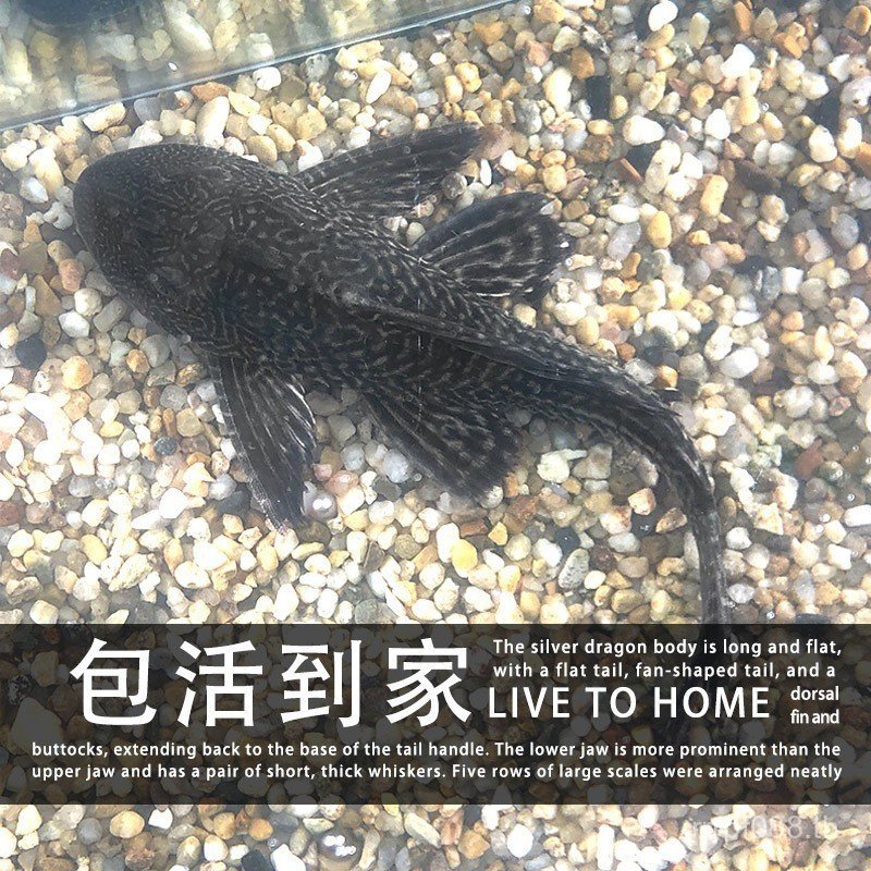 ทําความสะอาดประดับเชี่ยวชาญในสาหร่าย Scavenger ถังปลา Golden Moss หนูน้ําจืด Tropical Feces ทําความส