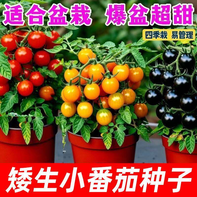 现货热卖四季矮生小番茄种子西红柿樱桃圣女果籽种庭院阳台盆栽水果种子Four-season dwarf cherry tomato seeds, cherry tomatoes20260707