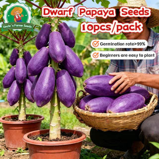 10เมล็ด/แพ็ค เมล็ดพันธุ์มะละกอสีม่วง Sweet Papaya Seeds for Planting เมล็ดพันธ์มะละกอแขกนวลดำเนิน Dwarf Papaya Fruit