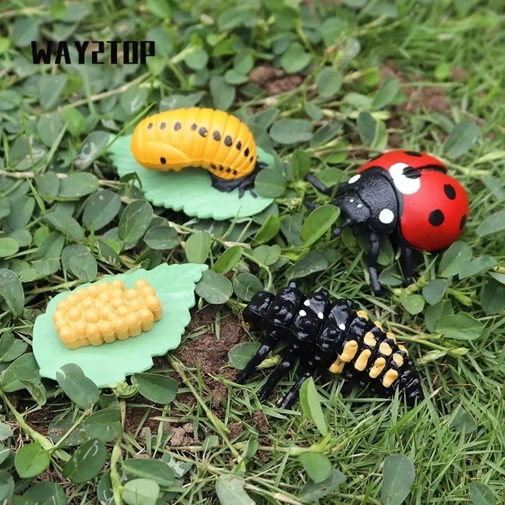 WAY2TOP 4 ชิ้น/เซ็ตสัตว์ Growth CYCLE,การศึกษา Miniature Miniature ขนาด Life CYCLE Figurines,จําลองอ