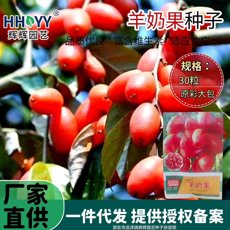 现货热卖羊奶果种子羊奶子种籽羊奶果树基地羊奶果胡颓子南北方种植Goat’s milk fruit seeds, goat’s milk tree seeds, goat’s milk tree bas