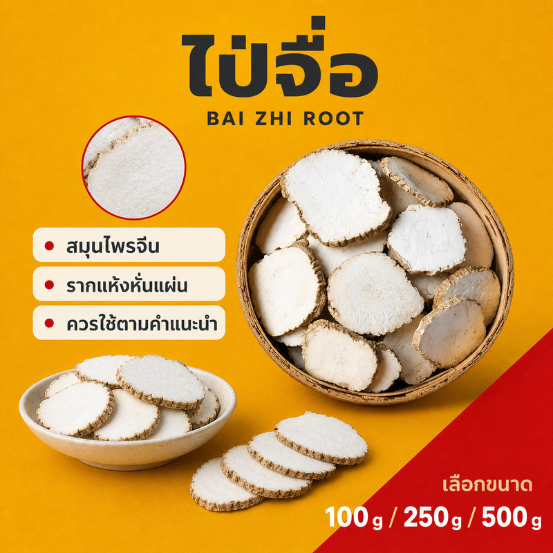 ไป๋จื่อ (Bai Zhi）โกฐสอแผ่น ไป๋จื่อ白芷 แปะจี้แผ่นหรือโกฏสอ โกฏสอแผ่น แปะจี้