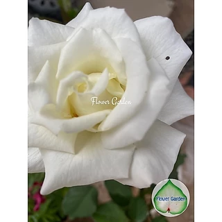 F509 กุหลาบ โป๊ป Pope John Paul สีขาวดอกใหญ่ หอมแรงมาก เลี้ยงง่าย *ติดดอก