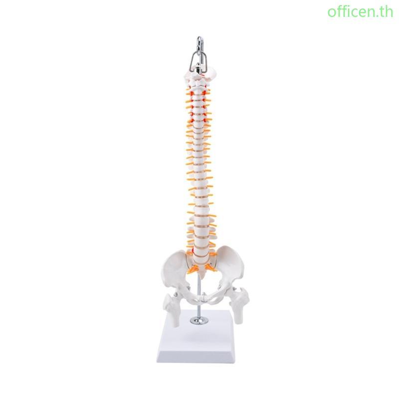 Cen Bendable PVC คอลัมน์กระดูกสันหลังและ Pelvis รุ่น 50 ซม. โครงกระดูกกระดูกสันหลังกายวิภาคพร้อมฐานส
