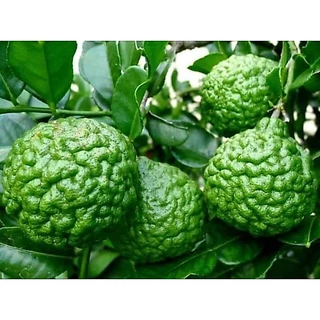 ต้นมะกรูด(เสียบยอด) สูง 50-60 ซม. ลูกดก ต้นเตี้ย ติดผลเร็ว