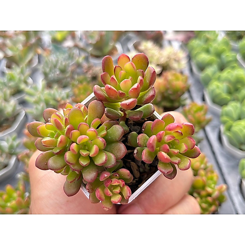 Sedum Joyce Tulloch ไม้อวบนำ้ น่ารักๆ กระถาง 2 นิ้ว รูปที่ 4