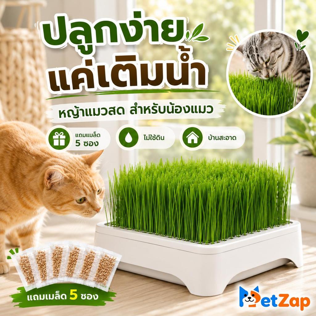 【Pet Zap】ส่งไว COD แมว เมล็ดพันธุ์หญ้าแมว ชุดปลูกหญ้าแมว ถาดปลูกหญ้าแมว ขับก้อนขน ชุดปลูกไร้ดิน อุปกรณ์แมว CW-119