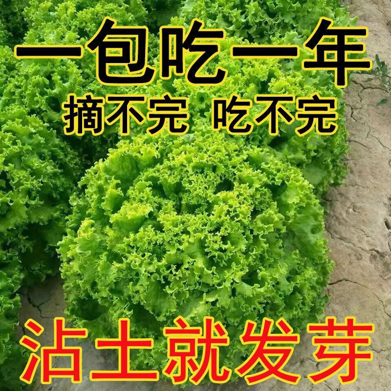 现货热卖美国大速生菜种子速生生菜种籽生吃菜春秋四季阳台盆栽蔬菜种孑American Big Speed Lettuce Seeds Fast-growing Lettuce Seeds Raw2026