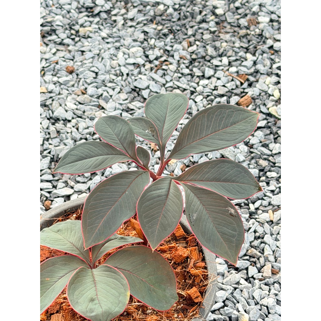 มุมมอง 5