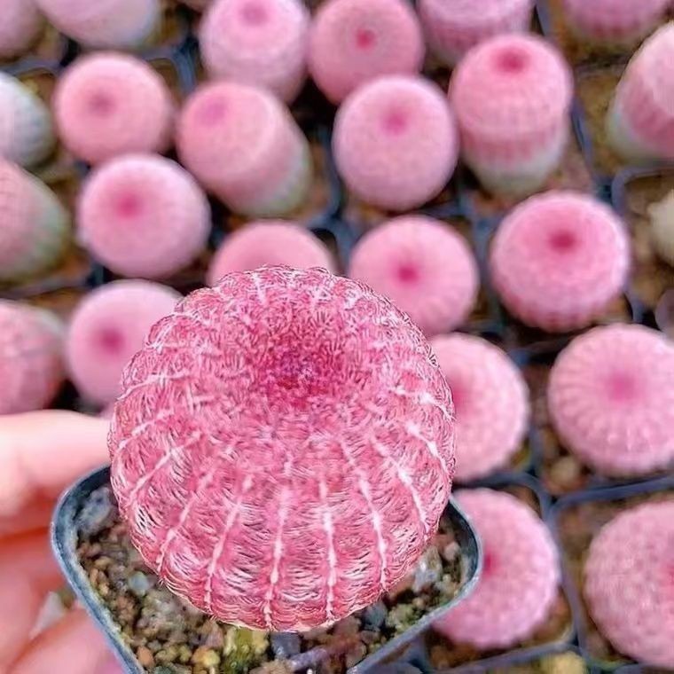 Real Red Sun Purple Sun ดอก Fairy Ball Side Sprout Rootless ในร่ม Four Seasons Good Raising Succulen