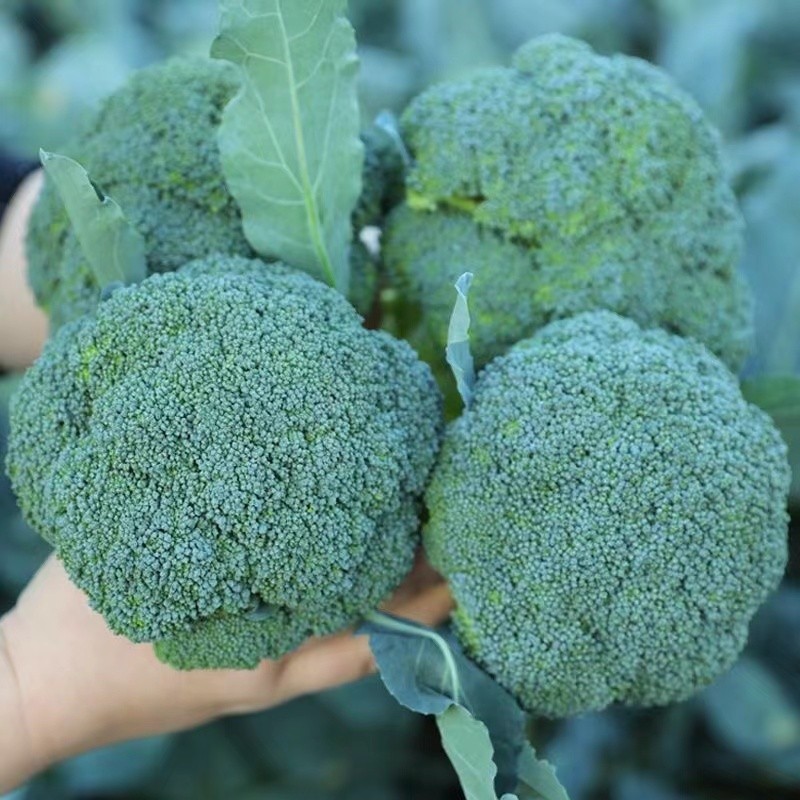 เมล็ดพันธุ์ บล็อคโคลี่ วอลทัม 150 เมล็ด  BROCCOLI SEEDS เมล็ดพันธุ์แท้ นำเข้าจากต่างประเทศ ปลูกผัก สวนครัว ถูกดี