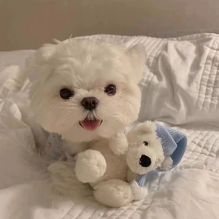 [🚚 พร้อมส่ง] ชุดนอนแมว หมา ลายรูปดาว Star Pet Pajamas ชุดหมา สุนัข เสื้อแมวน่ารัก