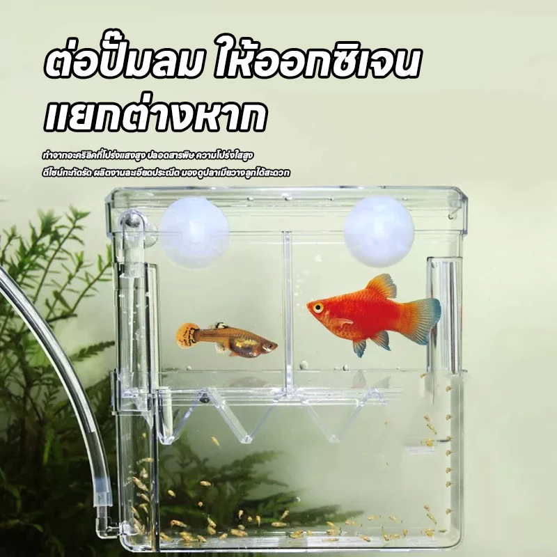 กล่องแยกปลาคลอดลูก สองชั้น 2 ช่อง แบบสุญญากาศ สีใส thumbnail 8
