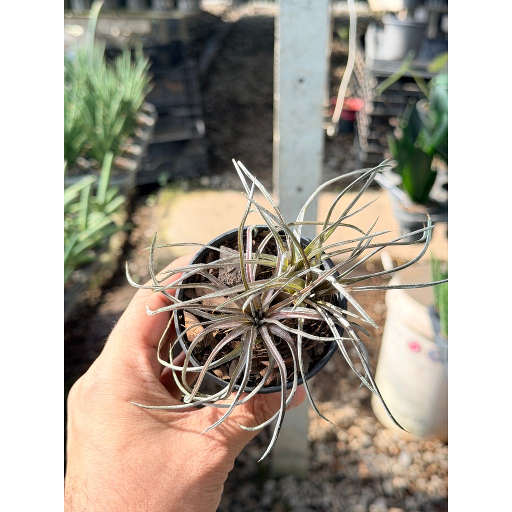 มุมมอง 3