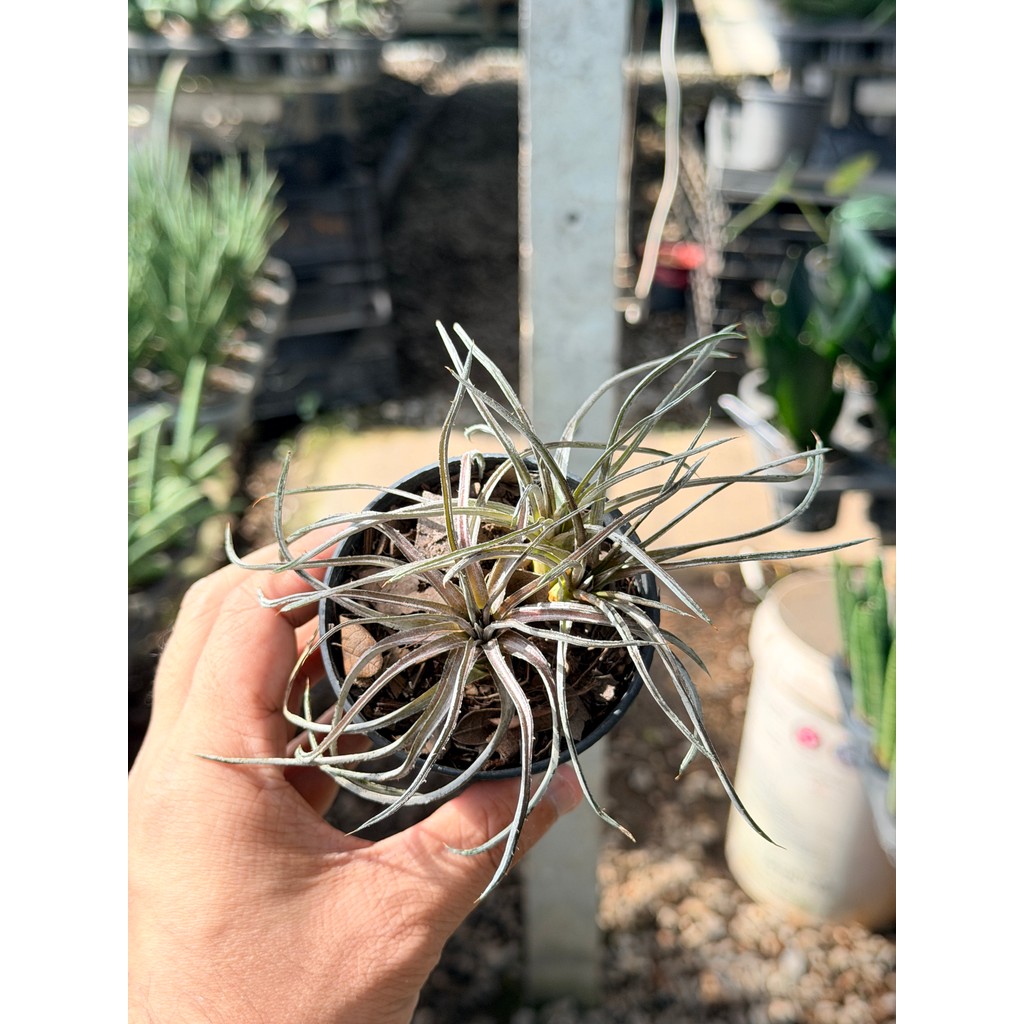 มุมมอง 5