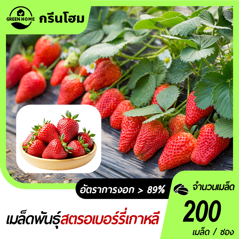 สตรอเบอร์รี่ยักษ์เกาหลี🎯เมล็ดพันธุ์สตรอเบอร์รี่ยักษ์ 200 เมล็ด📌นำเข้า พันธุ์แท้ 100% ☘️ปลูกง่าย